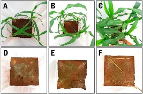 composição de seis painéis fotográficos, rotulados de A a F, que documentam um experimento agrícola comparativ