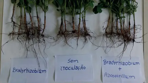 o resultado de um experimento comparativo sobre o desenvolvimento do sistema radicular de plantas, provavelmen