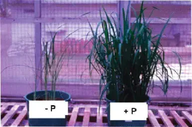 experimento comparativo que ilustra o impacto do fósforo no desenvolvimento de plantas. Dois vasos são apre
