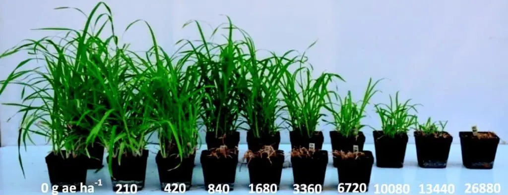 experimento de dose-resposta, ilustrando o efeito de diferentes concentrações de um herbicida sobre o cresc