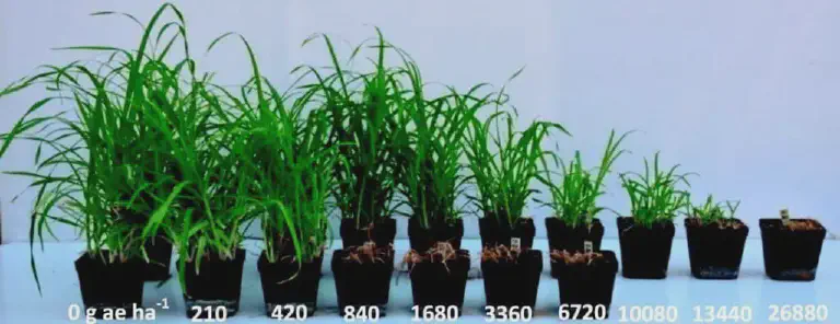 Efeito da Dose de Herbicida no Crescimento de Plantas experimento de dose-resposta, ilustrando o efeito de diferentes concentrações de um herbicida sobre o cresc