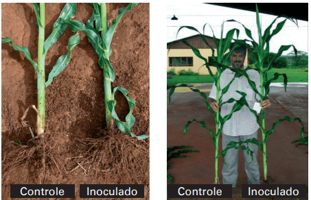 montagem comparativa que demonstra os efeitos da inoculação em plantas de milho. Dividida em dois painéis, a i