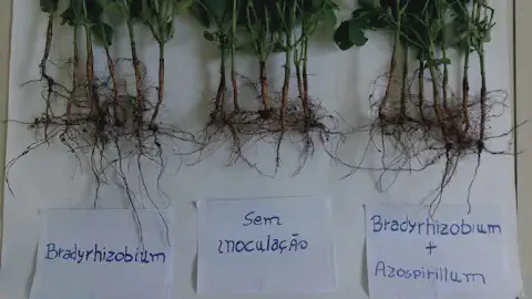 o resultado de um experimento comparativo sobre o desenvolvimento radicular de plantas, provavelmente soja, su