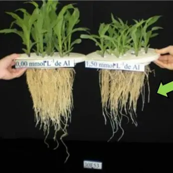 experimento científico que compara o desenvolvimento de plantas jovens de milho em duas condições distintas