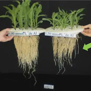 experimento científico que compara o desenvolvimento de plantas jovens de milho em duas condições distintas