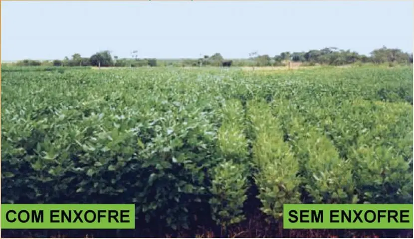 comparativo visual direto em uma lavoura de soja, dividida em duas seções para demonstrar o impacto da adub