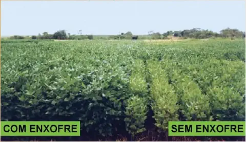 comparativo visual direto em uma lavoura de soja, dividida em duas seções para demonstrar o impacto da adub