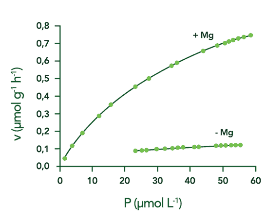 Este gráfico científico ilustra a relação entre a concentração de Fósforo (P) e a taxa de sua absorção (v) por uma planta, so