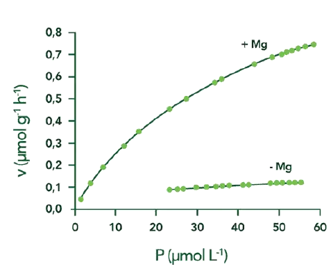 Este gráfico científico ilustra a relação entre a concentração de Fósforo (P) e a taxa de sua absorção (v) por uma planta, so