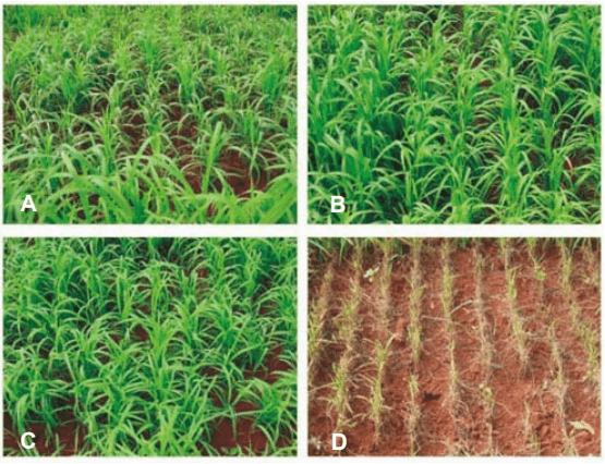 composição de quatro painéis (A, B, C, D) que exibem uma lavoura, provavelmente de milheto ou sorgo, sob difer