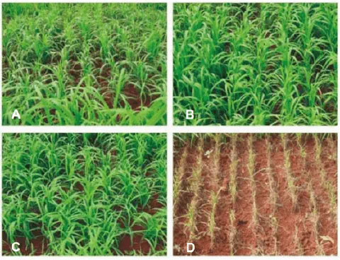 composição de quatro painéis (A, B, C, D) que exibem uma lavoura, provavelmente de milheto ou sorgo, sob difer