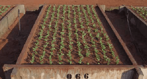 canteiro de cultivo elevado, de concreto, numerado como ‘066’, em um ambiente que parece ser uma estação d