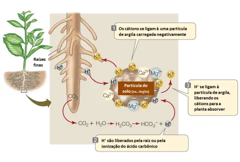 infográfico detalhado que ilustra o processo de troca de cátions no solo, um mecanismo fundamental para a absor