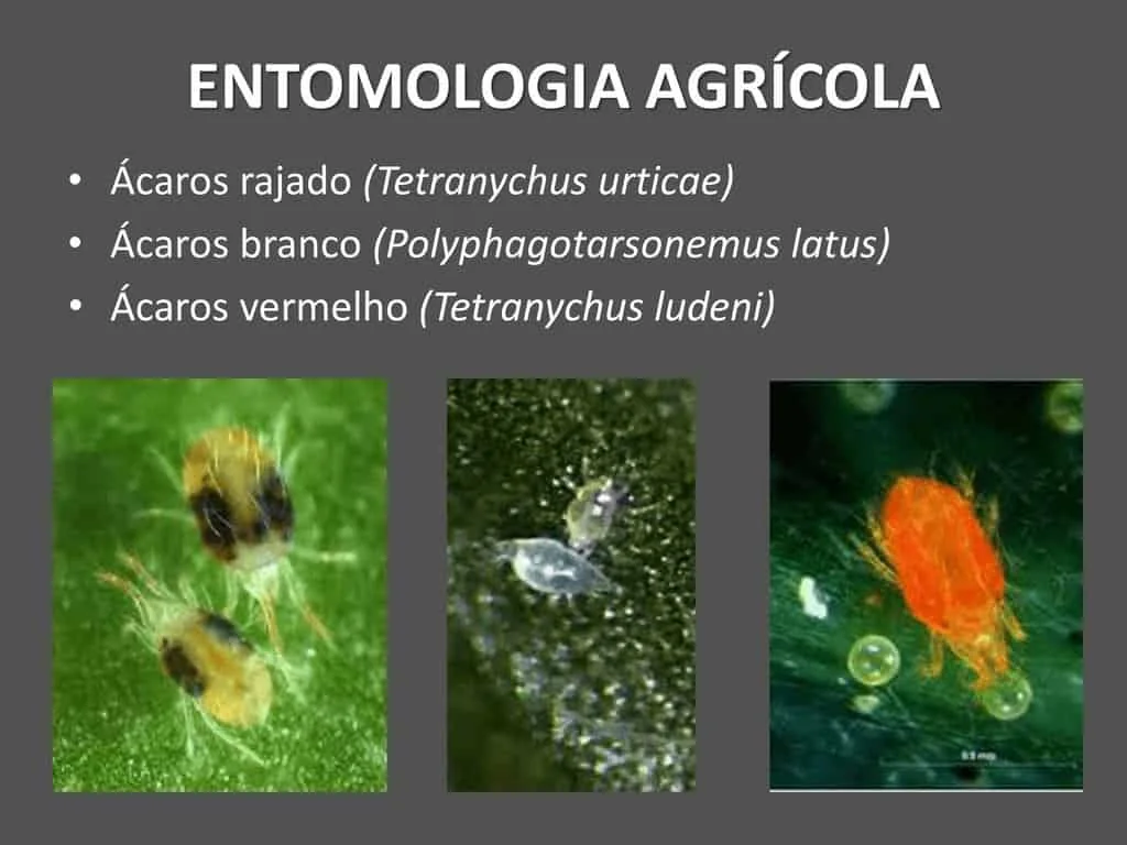infográfico educativo sobre entomologia agrícola, focado na identificação de três espécies comuns de ácaros que