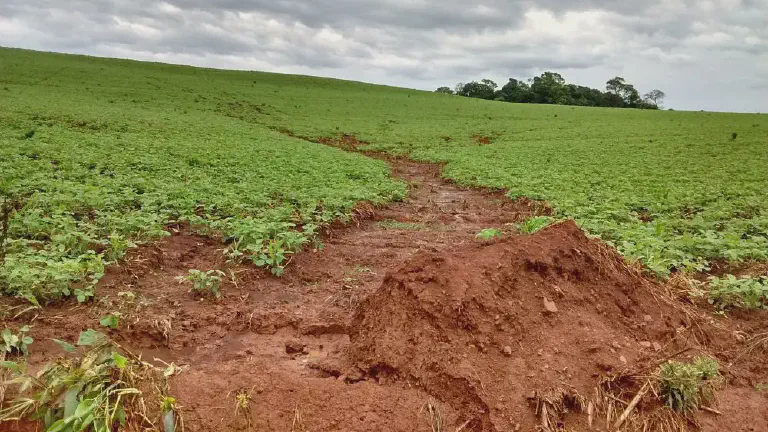 paisagem agrícola com uma plantação verdejante, provavelmente de soja em estágio inicial, cobrindo um te