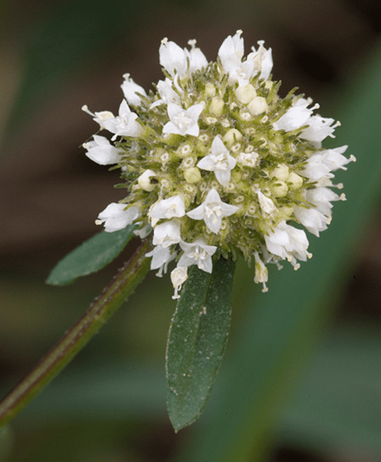 Erva-botão: Como identificar e manejar esta planta daninha close-up detalhado da inflorescência da planta conhecida como erva-botão ou vassourinha-de-botão (*Borreria