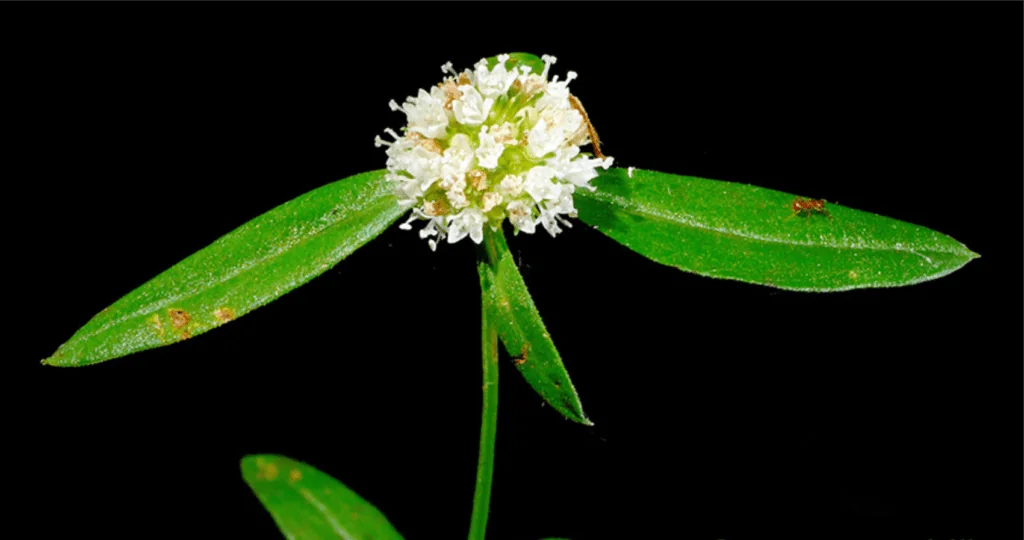 Erva-botão: como identificar e manejar esta planta daninha close-up detalhado da planta daninha conhecida como erva-botão (Borreria verticillata), isolada contra um f