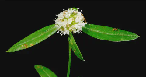 close-up detalhado da planta daninha conhecida como erva-botão (Borreria verticillata), isolada contra um f