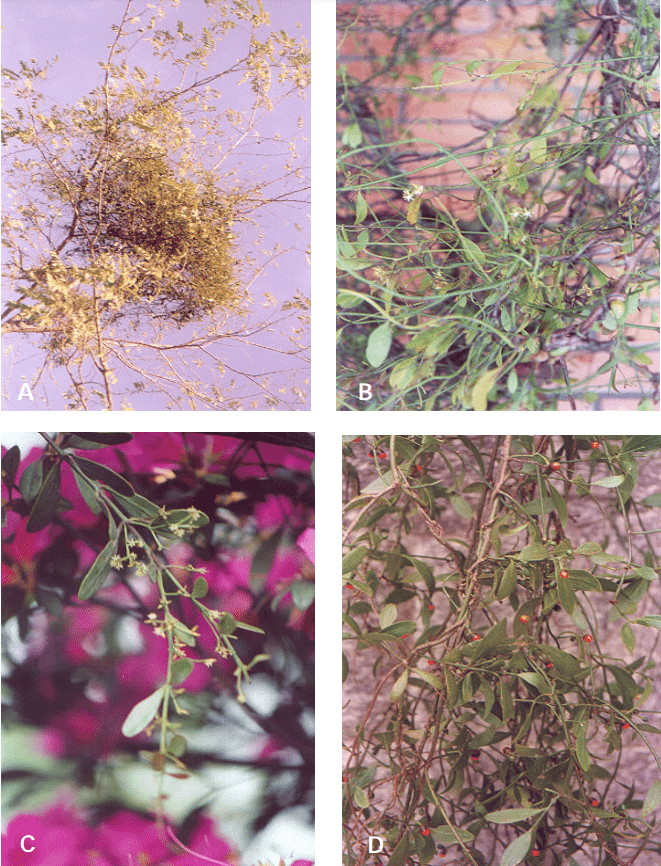 Esta imagem é uma composição de quatro fotografias (A, B, C, D) que ilustram as características da planta parasita conhecida