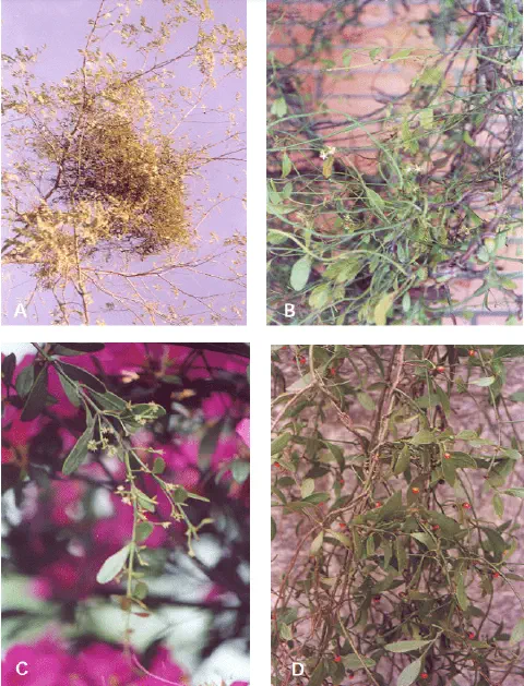Esta imagem é uma composição de quatro fotografias (A, B, C, D) que ilustram as características da planta parasita conhecida