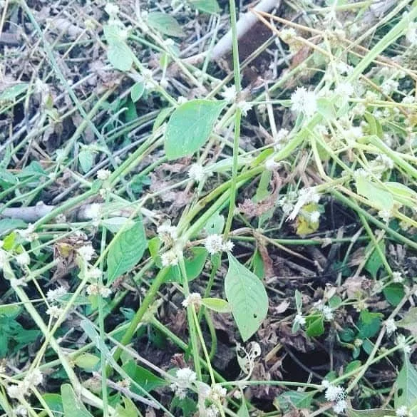 Erva-de-pinto: Como Identificar e Manejar na Lavoura close-up da planta daninha conhecida como erva-de-pinto (Alternanthera tenella), uma infestante comum em