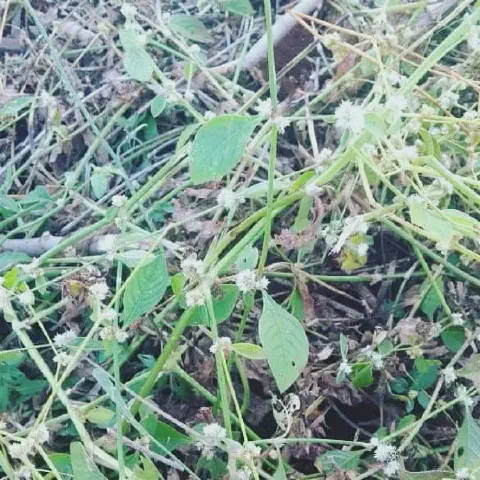 close-up da planta daninha conhecida como erva-de-pinto (*Alternanthera tenella*), uma infestante comum em