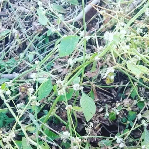 close-up da planta daninha conhecida como erva-de-pinto (*Alternanthera tenella*), uma infestante comum em