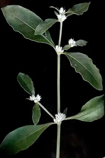 ramo da planta daninha conhecida popularmente como erva-de-pinto ou apaga-fogo, cujo nome científico é *Alt