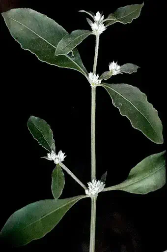 ramo da planta daninha conhecida popularmente como erva-de-pinto ou apaga-fogo