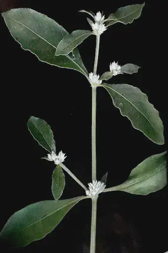 ramo da planta daninha conhecida popularmente como erva-de-pinto ou apaga-fogo