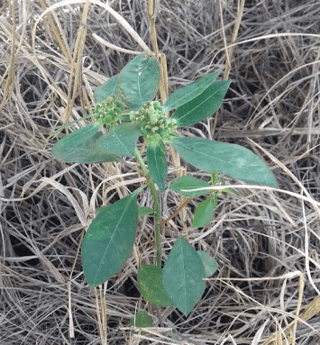 Erva-de-santa-luzia: Como Identificar e Manejar a Daninha close-up da planta daninha conhecida como Erva-de-santa-luzia (Euphorbia hirta), crescendo em meio a um so