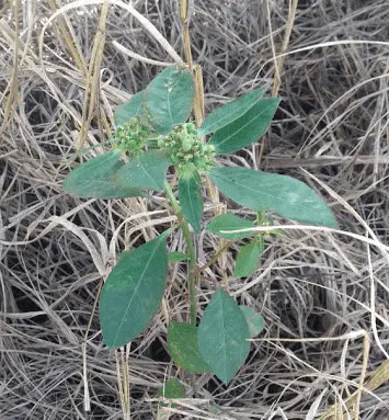 close-up da planta daninha conhecida como Erva-de-santa-luzia (Euphorbia hirta), crescendo em meio a um so