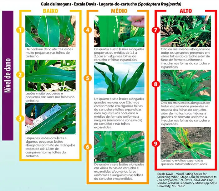 infográfico detalhado conhecido como ‘Escala Davis’, um guia visual para classificar os níveis de dano