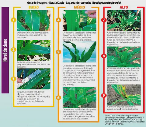 infográfico detalhado conhecido como 'Escala Davis', um guia visual para classificar os níveis de dano