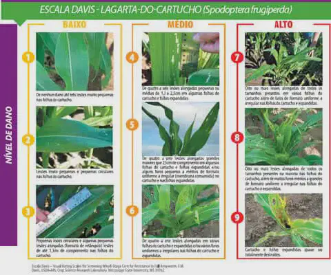 infográfico detalhado que apresenta a 'Escala Davis', uma ferramenta visual para classificar o nível de dano ca
