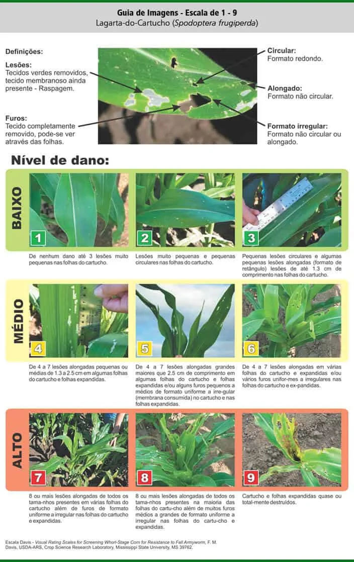 Este infográfico é um guia visual detalhado, conhecido como Escala Davis, que classifica o nível de dano causado pela lagarta