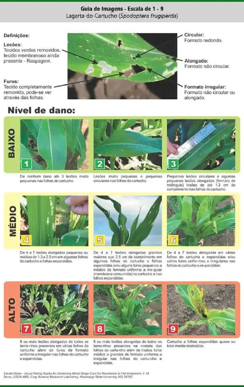 Este infográfico é um guia visual detalhado, conhecido como Escala Davis, que classifica o nível de dano causado pela lagarta