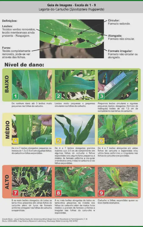Este infográfico é um guia visual detalhado, conhecido como Escala Davis, que classifica o nível de dano causado pela lagarta