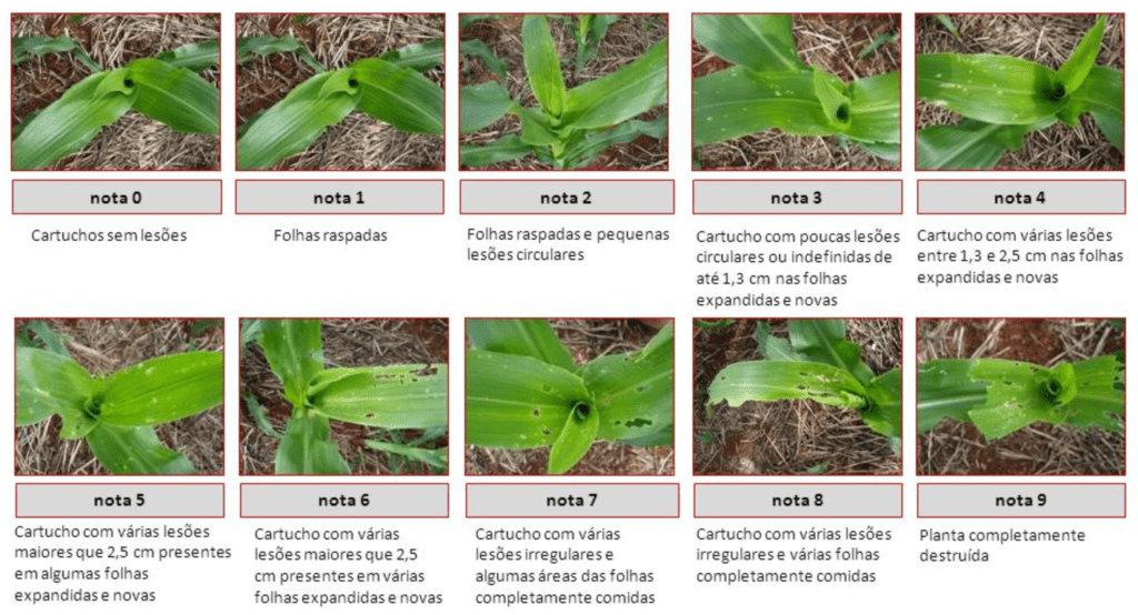 escala visual, conhecida como Escala de Davis, para avaliação de danos causados pela lagarta-do-cartuc
