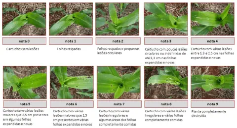 escala visual, conhecida como Escala de Davis, para avaliação de danos causados pela lagarta-do-cartuc
