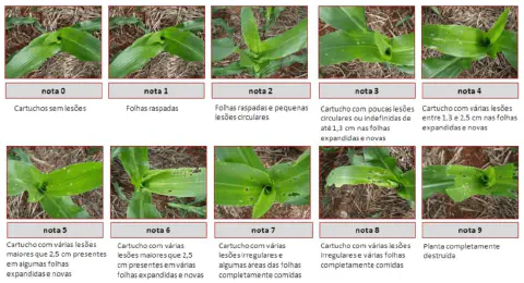 escala visual, conhecida como Escala de Davis, para avaliação de danos causados pela lagarta-do-cartuc