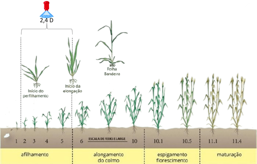 Diagrama da escala Feekes ilustrando os estádios fenológicos completos do trigo e cereais desde emergência até maturação com representação visual de cada fase