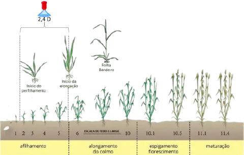Diagrama da escala Feekes ilustrando os estádios fenológicos completos do trigo e cereais desde emergência até maturação com representação visual de cada fase