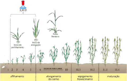 Diagrama da escala Feekes ilustrando os estádios fenológicos completos do trigo e cereais desde emergência até maturação com representação visual de cada fase