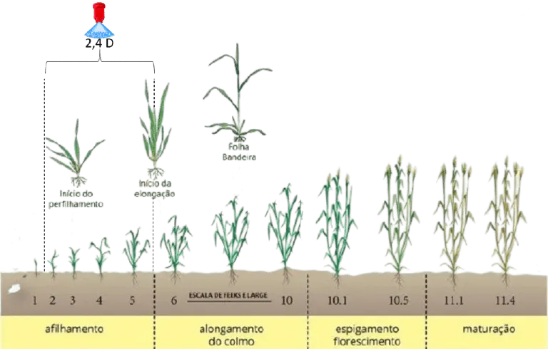 Escala Feekes: Estádios Fenológicos do Trigo e Cereais infográfico detalhado que ilustra os estádios fenológicos de uma cultura de cereal, como o trigo, utilizando a