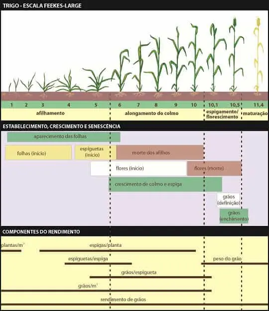 infográfico detalhado que ilustra os estádios de desenvolvimento da cultura do trigo, utilizando a Escala Feeke