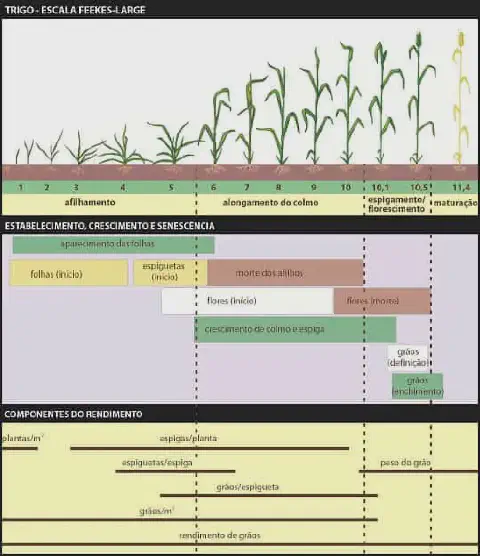 infográfico detalhado que ilustra os estádios de desenvolvimento da cultura do trigo, utilizando a Escala Feeke