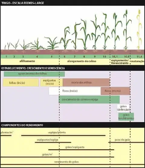 infográfico detalhado que ilustra os estádios de desenvolvimento da cultura do trigo, utilizando a Escala Feeke