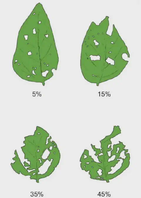 Escala visual com diferentes porcentagens de desfolha em folhas de soja, variando de 0% a 100%, para auxiliar na avaliação de danos por pragas
