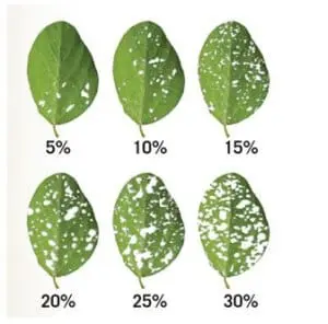 uma escala diagramática utilizada na agronomia para avaliar a severidade de doenças foliares. São mostradas se
